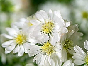 Close up of White Marguerite flower with blur background photo