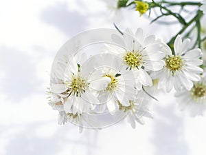 Close up of White Marguerite flower photo