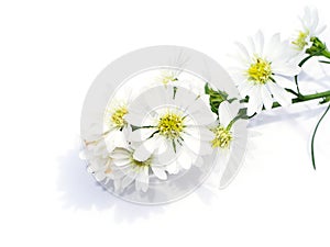 Close up of White Marguerite flower on white photo