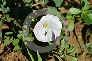 Close-up of a White Morning Glory Flower, Ipomoea, Nature, Macro