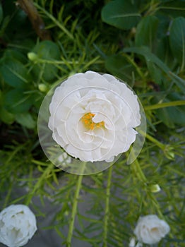 Close up of white Mose rose photo