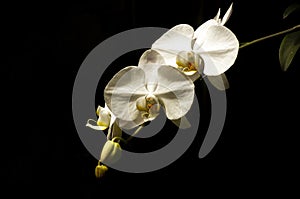 Close up of white Moth orchid (Phalaenopsis amabilis), commonly known as the moon orchid