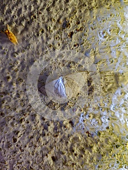 Close up a white moth (Urapteroides astheniata) perching on a wall in the night