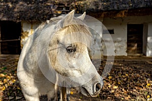 Close up white mulish mule horse on a rustic farm