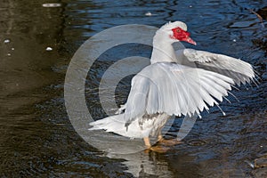 Close up of White Muscovy duck head.Selective focus