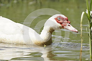 Close-up white muscovy duck in natural swamps, Open or organic duck farmin