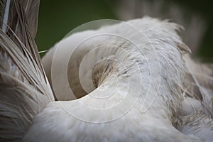 Close up of white muscovy female duck back view, cleaning itself