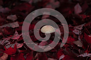 Close up of a white mushroom with red leaves in St. Johnsbury, VT, foliage, autumn, Amanita, fungus