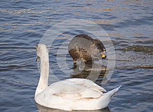 Close up white mute swan, Cygnus olor and coypu, Myocastor coypus or nutria eating vegetable at river blue water suface