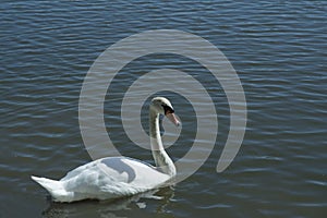 close-up: a white mute swan in the lake