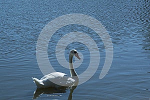 close-up: a white mute swan in the lake
