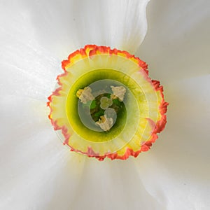 Close up white narcissus