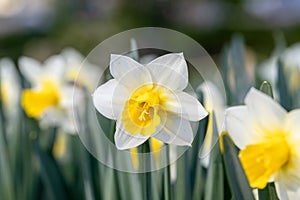 Close-up of white narcissus flowers Narcissus poeticus in spring garden