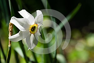 Close-up of white narcissus flowers Narcissus poeticus in spring garden. Beautiful daffodils against green bokeh