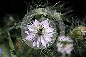Close-up white Nigella flower