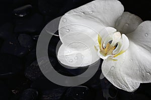 Close up of white orchid