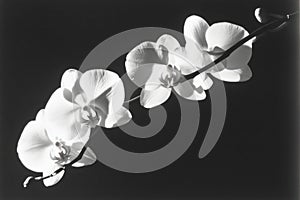 Close-up of white orchid with dramatic shadows