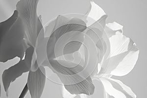 Close-up of white orchid with dramatic shadows