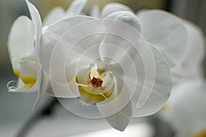 Close up of white orchid flower