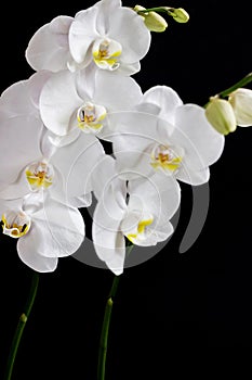 Close up of white orchid flower bouquet on black background