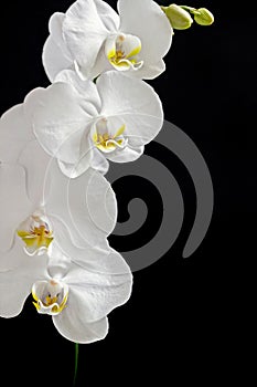 Close up of white orchid flower bouquet on black background