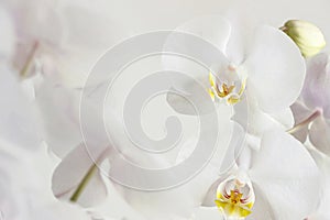 Close up of white orchid flower bouquet on black background