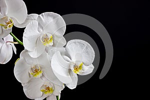 Close up of white orchid flower bouquet on black background