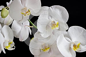 Close up of white orchid flower bouquet on black background