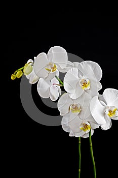 Close up of white orchid flower bouquet on black background