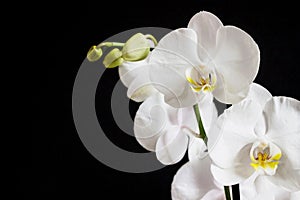 Close up of white orchid flower bouquet on black background