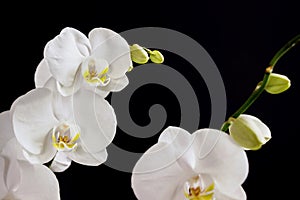 Close up of white orchid flower bouquet on black background