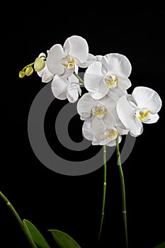 Close up of white orchid flower bouquet on black background