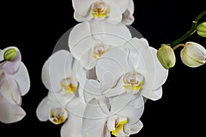 Close up of white orchid flower bouquet on black background