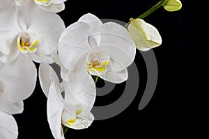 Close up of white orchid flower bouquet on black background