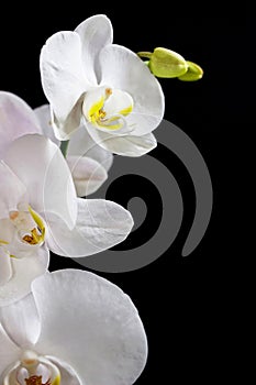 Close up of white orchid flower bouquet on black background