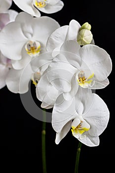 Close up of white orchid flower bouquet on black background