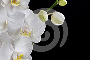 Close up of white orchid flower bouquet on black background