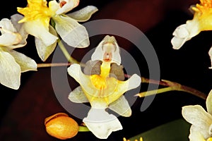 Close up of a white orchid flower.