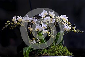 Close up of a white orchid in a moss covered bowl.