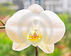 Close up of White Orchid Phalaenopsis