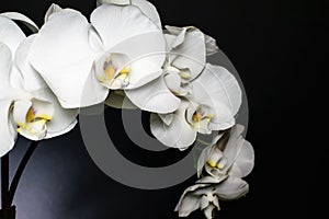 Close up of white orchid spray of blossoms on a highlighted black background with yellow and purple throat. Macro of flower