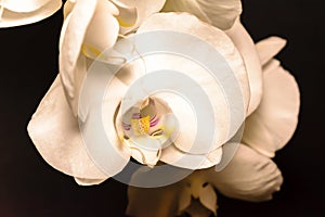 Close up of white orchid spray of blossoms on a solid black background with yellow and purple throat.