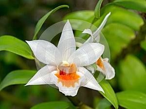 Close up of white orchids flower