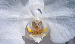 Close-up of white orchids