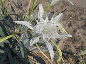 Close up of an white Pancratium maritimum flower also known as sea daffodil or sand lily, from the Amaryllidaceae family