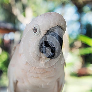 Close-up white parrot at Bali Birds Park.