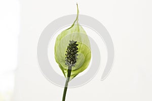 close-up: white peace lily by the window