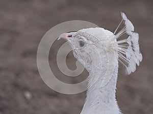 Close up of a White peacock