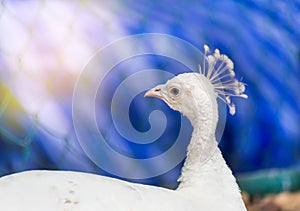 Close up white peacock in cage