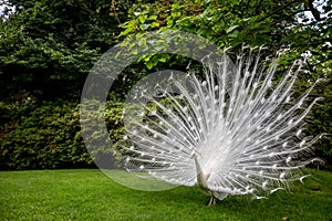 Close up white peacock showing beautiful feathers